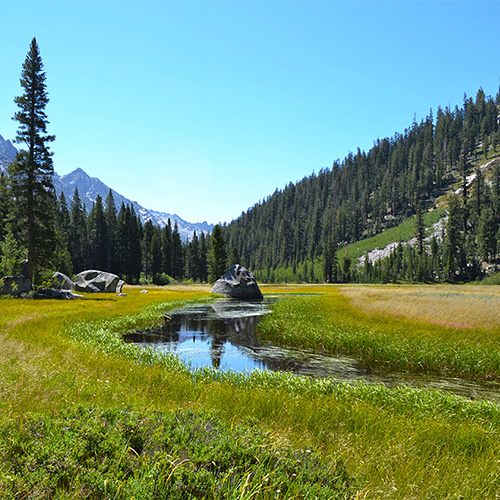 Grouse Meadow