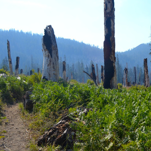 Rainbow Fire burn area