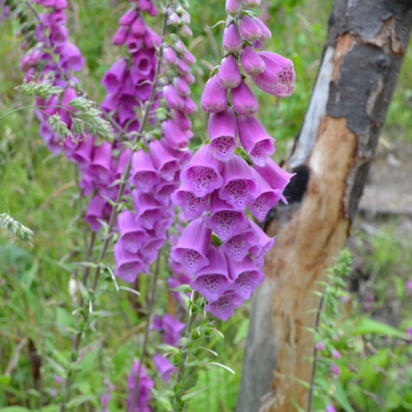 Wildflowers