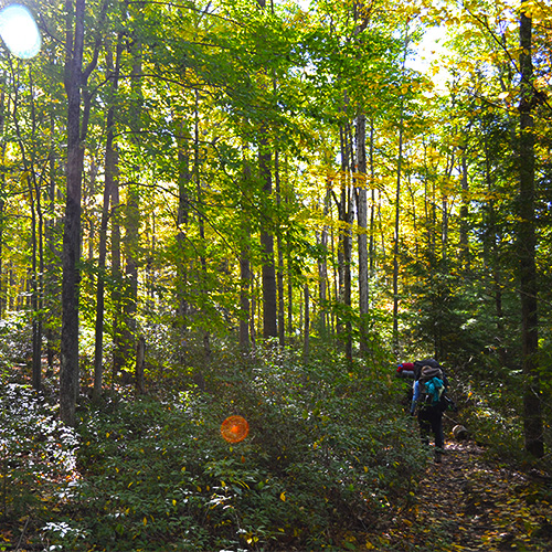 Forest